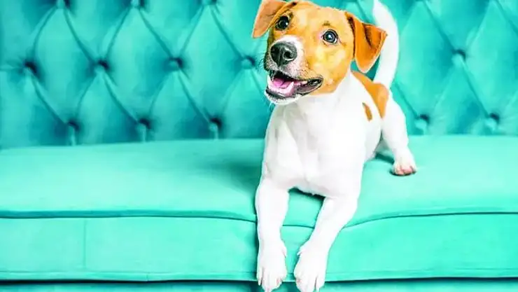 Yuva yıkan köpek! 'Ya ben ya o' diye rest çekti evlilikleri tek celsede bitti