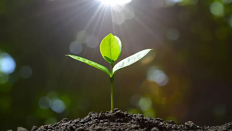 Z Harfi ile Başlayan Bitki İsimleri: Z Harfiyle Başlayan Bitki Var mı, Adı Nedir ve Hangileri?