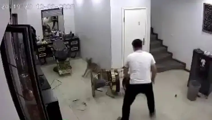Zincirini koparan köpek kuaförde müşteriyi ısırdı! O anlar kamerada