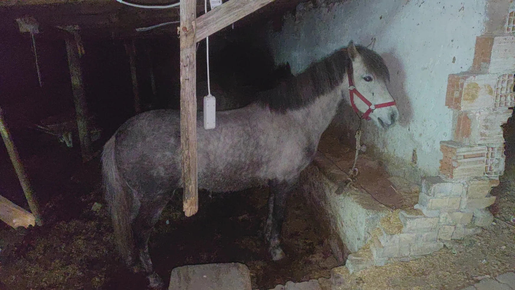 Kamyonette Dağıtılmaya Hazır At Eti, Ahırda İse Kesimi Bekleyen Atlar Ele Geçirildi
