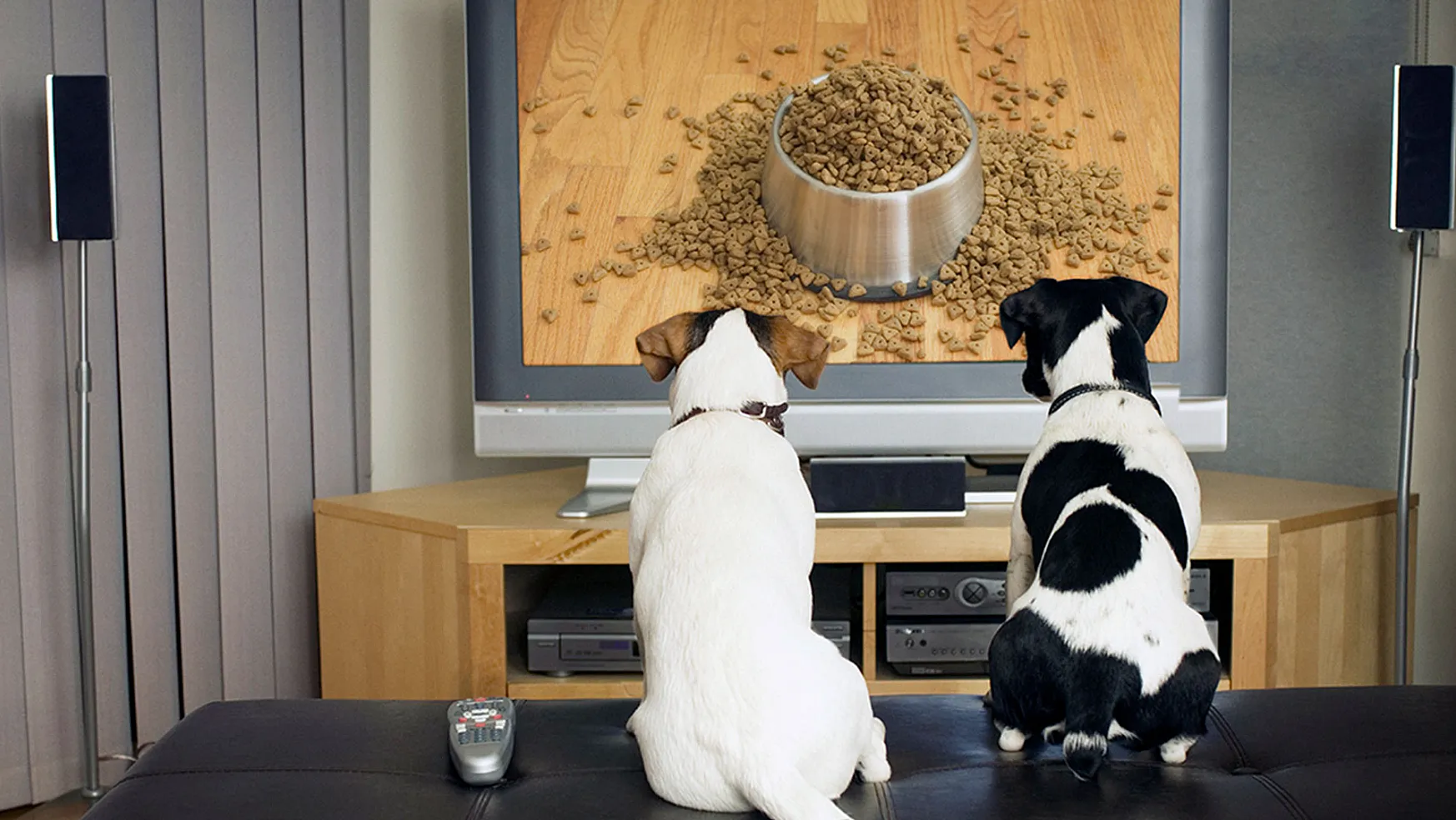 Köpekler Televizyon İzlemeyi Çok Seviyor