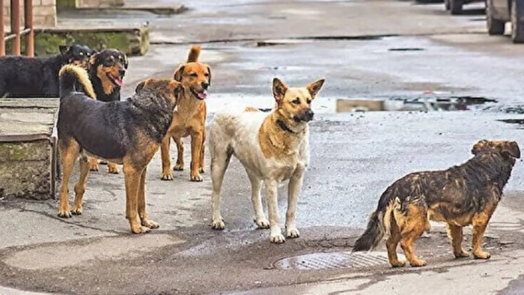 Sokak Köpeği Sorununa TBMM El Attı Saadet Partisi Kanun Teklifi Verdi