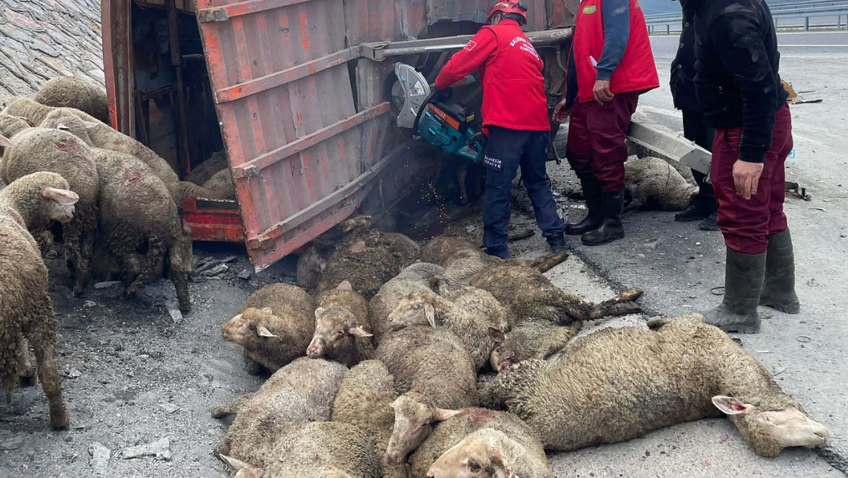 TIR, kamyona arkadan çarptı 1 kişi hayatını kaybetti, 52 koyun öldü